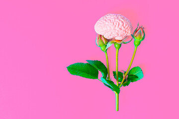 Rose Flower and Human Brain Model Isolated on Pink