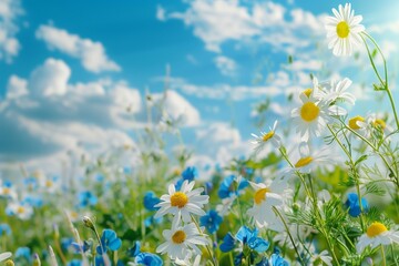 Dainty chamomile and vibrant blue wild peas sway in a serene field under a canvas of blue skies and fluffy clouds, capturing the essence of nature's artistry