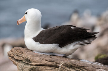 großer Albatros sitzend auf einem Feslen