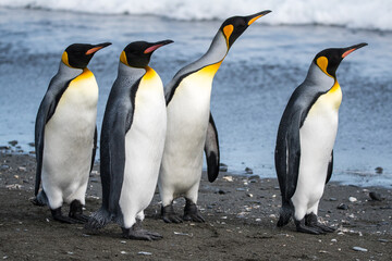 Gruppe stehender Königspinguine am Strand - sie scheinen sich zu unterhalten