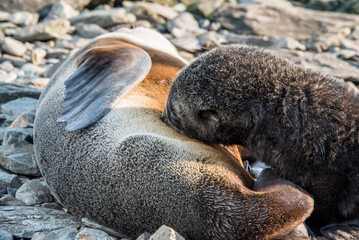junger Seelöwe säugt an seiner Mutter