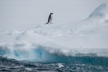 Pinguin auf einer Eisscholle mit Ozean - obrazy, fototapety, plakaty