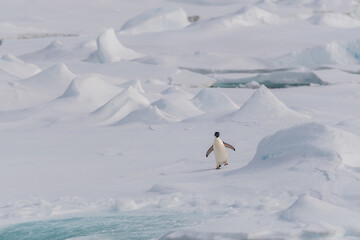 einsamer Pinguin watschelt in antarktischer Eislandschaft