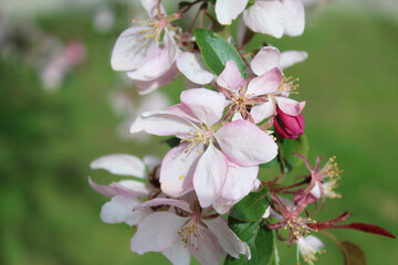  apple tree with pink flowers, blooming trees in spring, delicate flowers on trees close-up