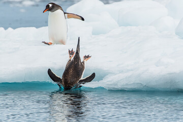 Eselspinguin springe von einer Eisscholle ins Meer