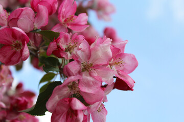  apple tree with pink flowers, blooming trees in spring, delicate flowers on trees close-up