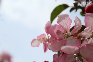  apple tree with pink flowers, blooming trees in spring, delicate flowers on trees close-up
