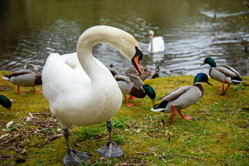 Mute swan with ducks on the edge of a pond