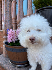 a white puppy standing on top of a cement planter