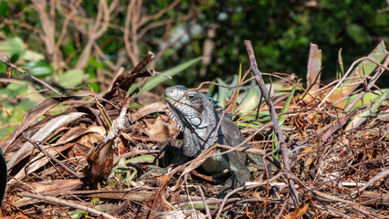 Iguane en Guadeloupe