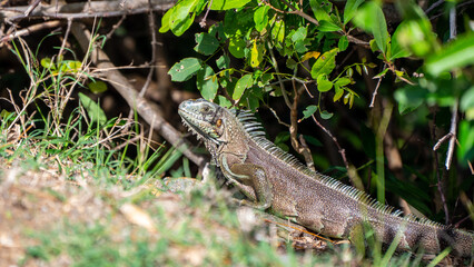 Iguane en Guadeloupe