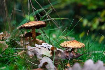 Champignons marrons et feuilles mortes