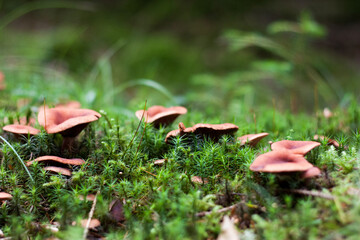Champignons dans la forêt