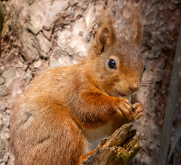 Naklejka na ściany i meble Close up of a cute little red squirrel in the sunshine in woodland