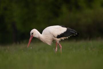 White stork - Ciconia ciconia on meadow with dark background. Photo from Lubusz Voivodeship in Poland.