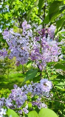 flowers in the garden
