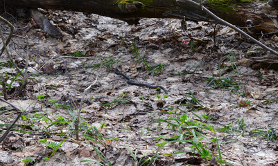 a snake is on the ground in the woods