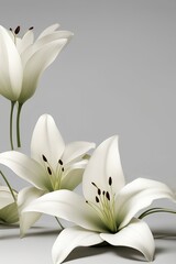 Lilies, lilly flowers with delicate petals and stems and with copy space for text writing  for spa and wellness advertisements