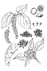 Sketch ink line food Black pepper, turmeric, cloves, nutmeg. - 790279489