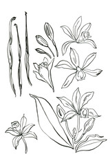 Vanilla, flowers, spices, spices. Sketch ink line food - 790279497