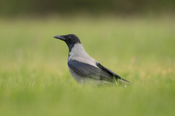 Hooded crow - Corvus corone - standing in green meadow with green grass in background. Photo from...