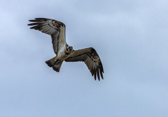 Osprey hovering in the sky