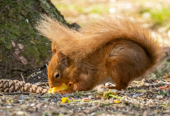 Close up of a cute little red squirrel in the sunshine in woodland