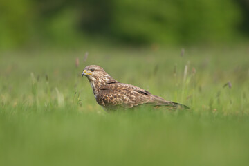 Common buzzard - Buteo buteo on ground in spring green grass. Green background. Photo from Lubusz...