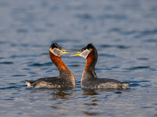 Fototapeta premium The Courtship Display of Red Necked Grebes in the lake