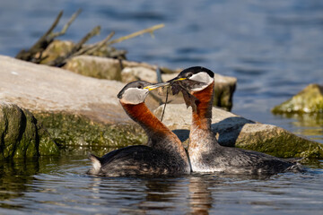 Fototapeta premium Red Necked Grebes collecting nesting material in the lake