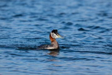 Red Necked Grebe swimming in blue water of the lake