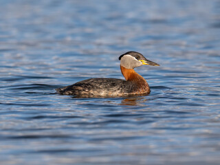 Red Necked Grebe swimming in blue water in the lake
