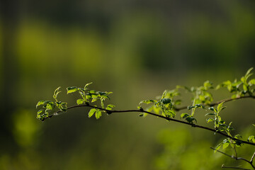 wild raspberry branch in spring forest clearing. Beautiful evening sunset light. Green smooth blurred background