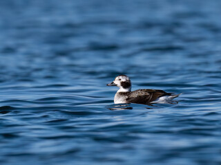 Fototapeta premium Long-tailed Duck swimming in the lake