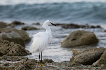Snowy Egret fishing on the rocky beach of Caribbean sea