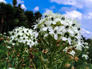 Star of Bethlehem or Ornithogalum Saundersiae flowers blooming in the garden in Brazil