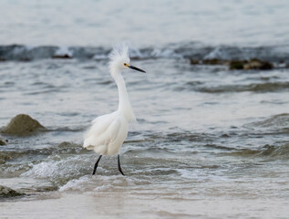 Obraz premium Snowy Egret fishing on the rocky beach of Caribbean sea