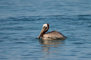 Brown Pelican in swimming in Caribbean Sea