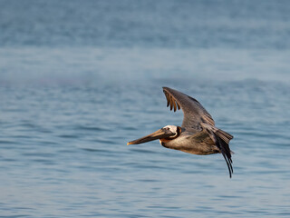 Brown Pelican in flight over Caribbean Sea