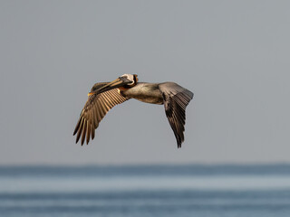 Brown Pelican in flight over Caribbean Sea