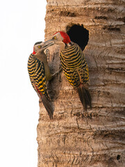 Hispaniolan woodpeckers on palm tree next to the nest hole,  Dominican Republic 