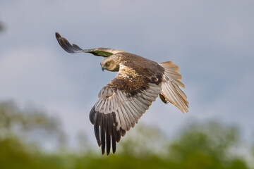Western marsh harrier, Eurasian marsh harrier - Circus aeruginosus with spread wings in flight,...