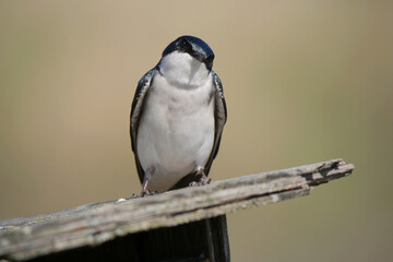 Tree swallow perched on a birdhouse during a spring season at the Pitt River Dike Scenic Point in Pitt Meadows, British Columbia, Canada