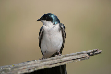 Tree swallow perched on a birdhouse during a spring season at the Pitt River Dike Scenic Point in Pitt Meadows, British Columbia, Canada