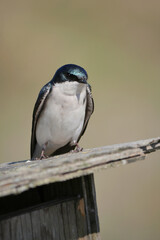 Tree swallow perched on a birdhouse during a spring season at the Pitt River Dike Scenic Point in Pitt Meadows, British Columbia, Canada