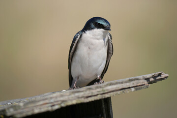 Tree swallow perched on a birdhouse during a spring season at the Pitt River Dike Scenic Point in Pitt Meadows, British Columbia, Canada
