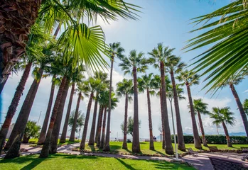 Fototapete Rund Amazing palm trees garden at  left part of Croisette in Cannes - famous French Riviera! © Marat Lala