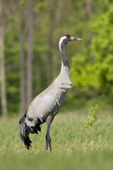 Common crane, Eurasian crane - Grus grus walking in green grass with meadow in background. Photo from Lubusz Voivodeship in Poland. Verticale.