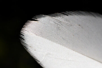 close up in macro of a feather