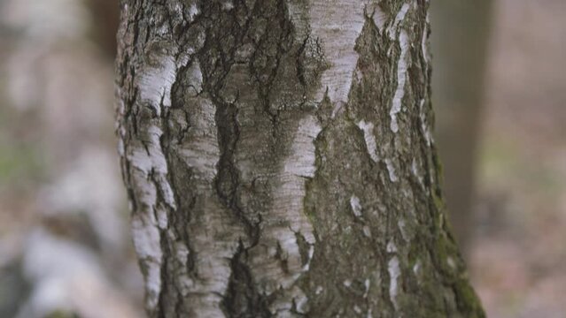 Harvesting Of Birch Sap. Collecting Sap From Silver Birch Tree In Spring. Betula Pendula. Early Spring Birch Give A Lot Of Juice. Steadicam Shot.